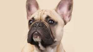 Francoski buldogi: dobri in igrivi psi